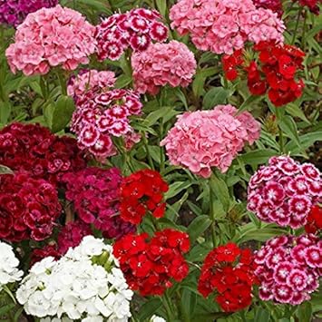 Heirloom Non-GMO Sweet William Flower Seeds for Planting – Colorful Blooms for Borders and Cottage Gardens - Non-GMO for planting in home garden